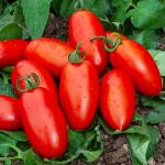 Potagères - Tomate Lancelot HF1 - Graines d'Exception - face recto